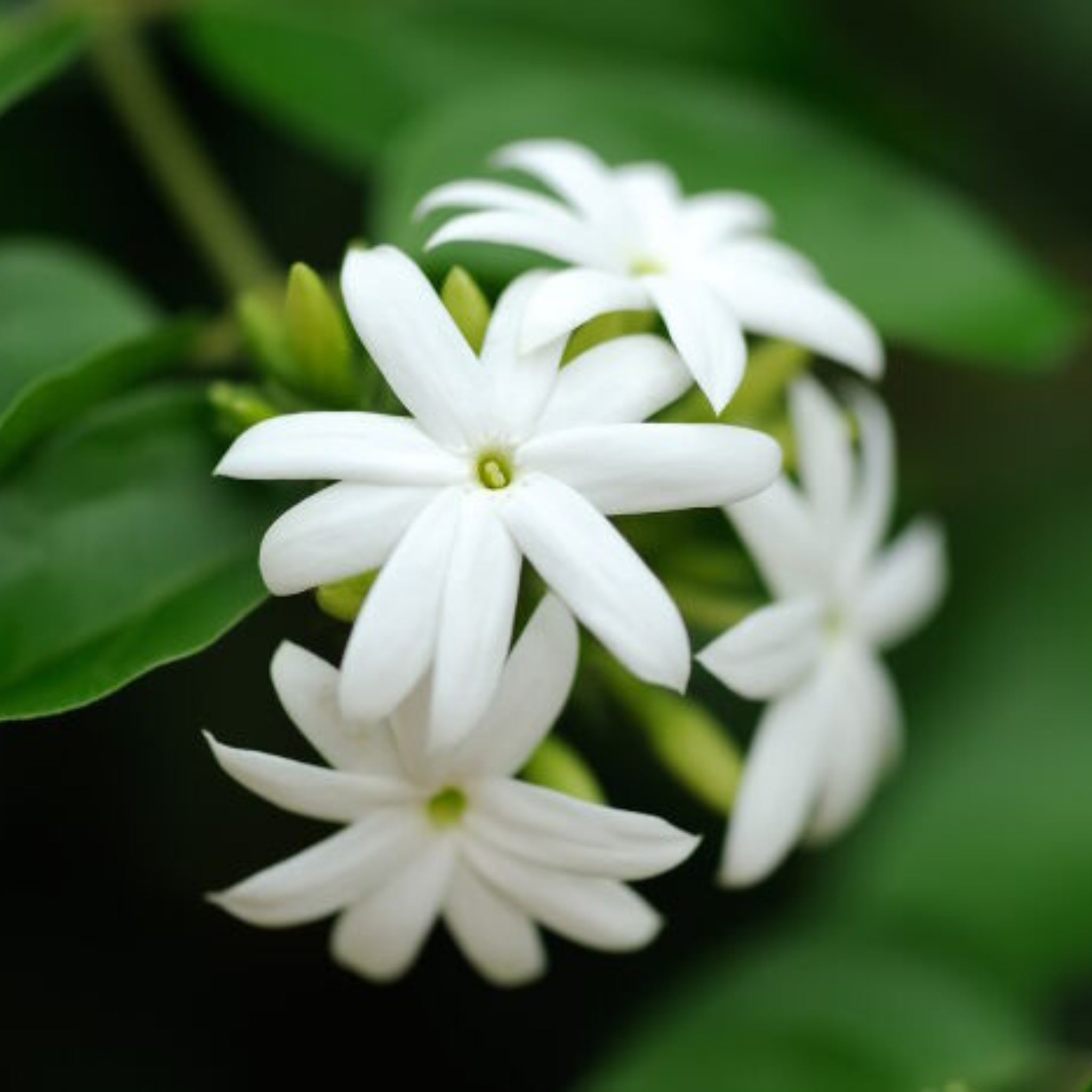 Premium Jasmine Fragrance Oil for Aromatherapy, Candles & Soap Making - 100% Pure Essential Oil for Relaxation & Stress Relief