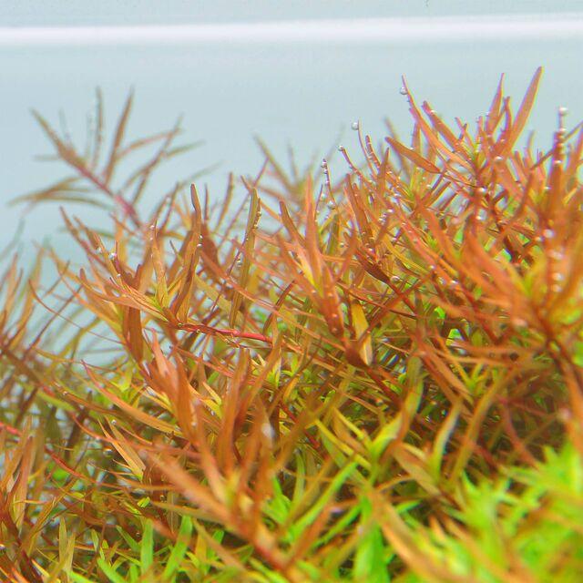 TCulture Rotala H'ra Live Aquarium Plant (Pot) - Perfect for Freshwater Fish Tanks, Aquascaping & Aquatic Gardens