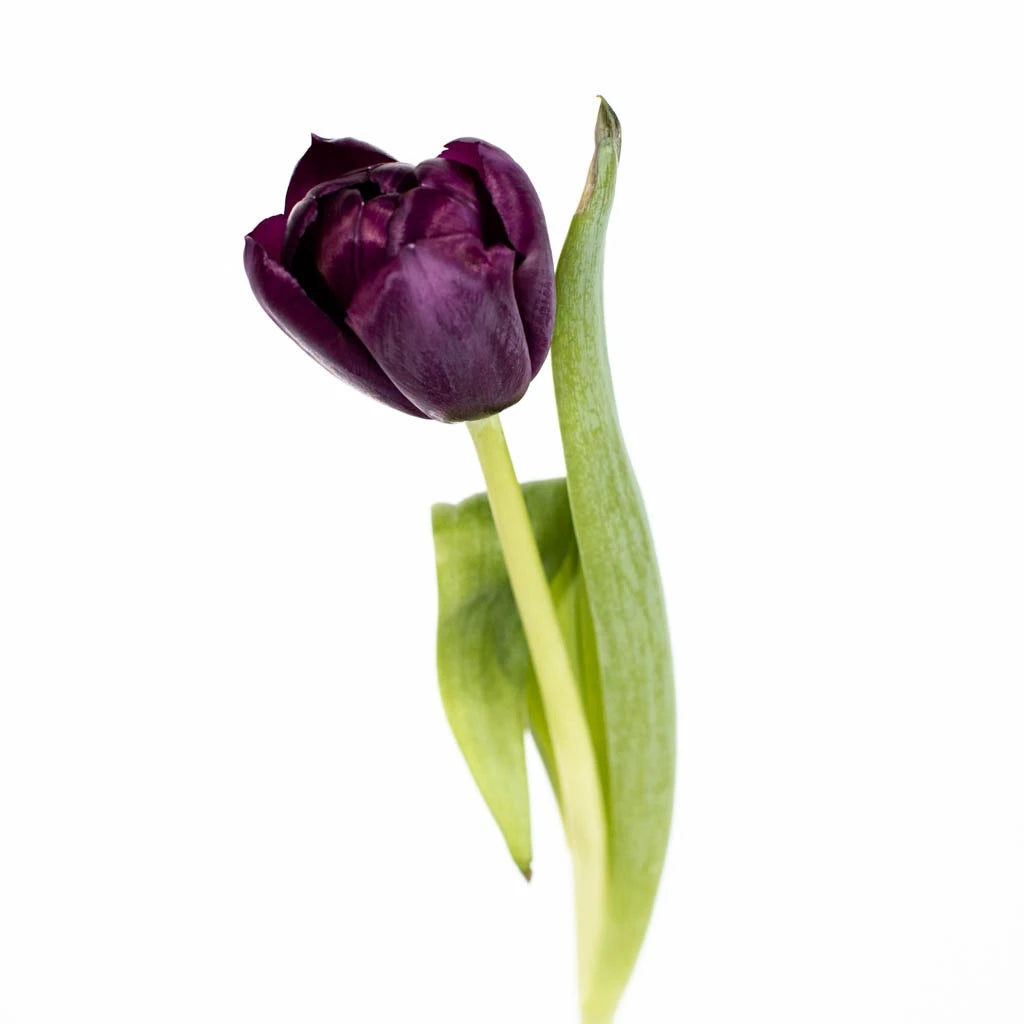 Black Jack Tulip Bulbs - Premium Dark Purple Tulip Flowers for Garden Planting | Perfect for Spring Gardens, Landscaping & Floral Arrangements