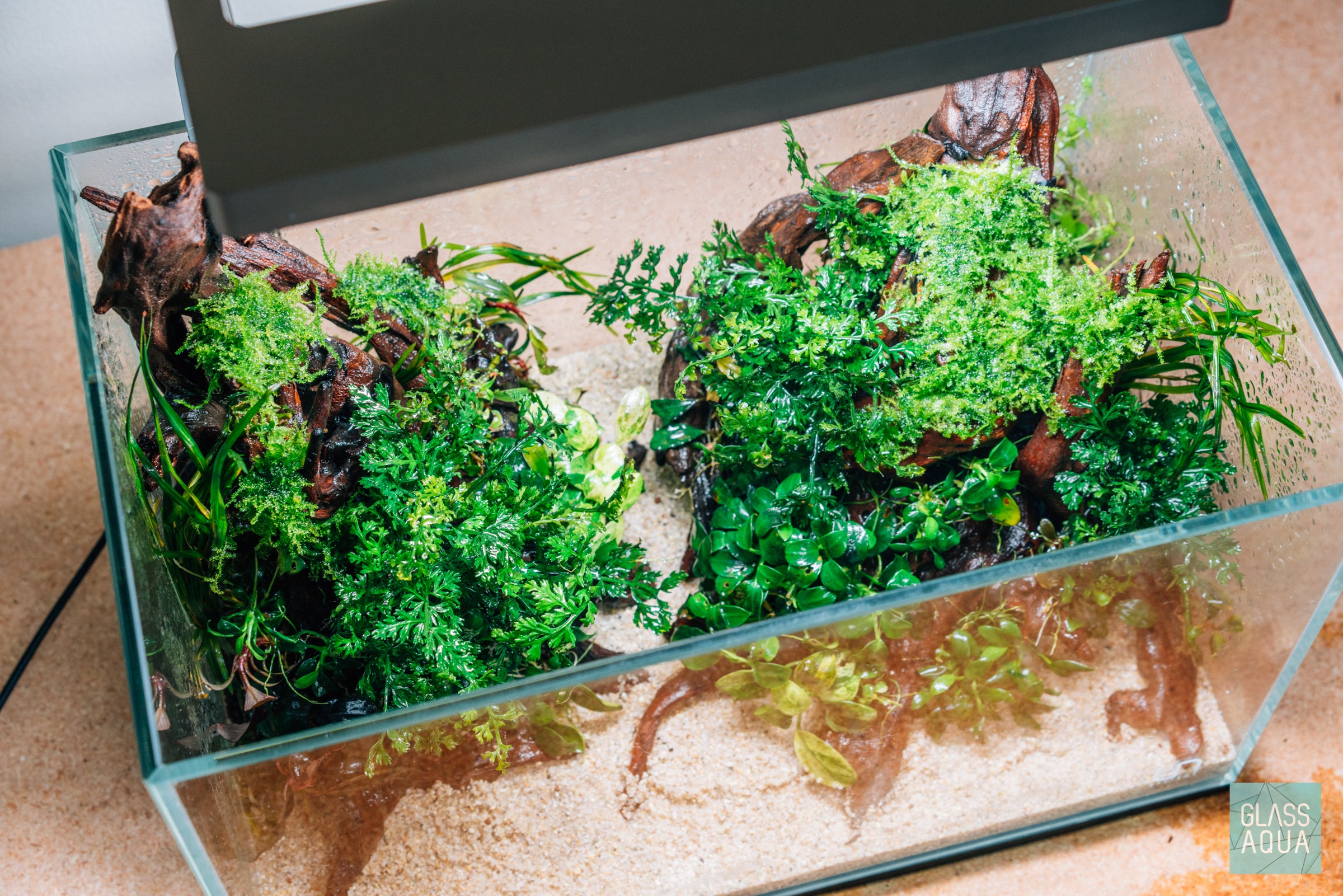 Anubias Nana Petite on Lava Stone - Live Aquarium Plant for Fish Tank Decor | Perfect for Nano Tanks, Aquascaping & Low-Tech Aquariums