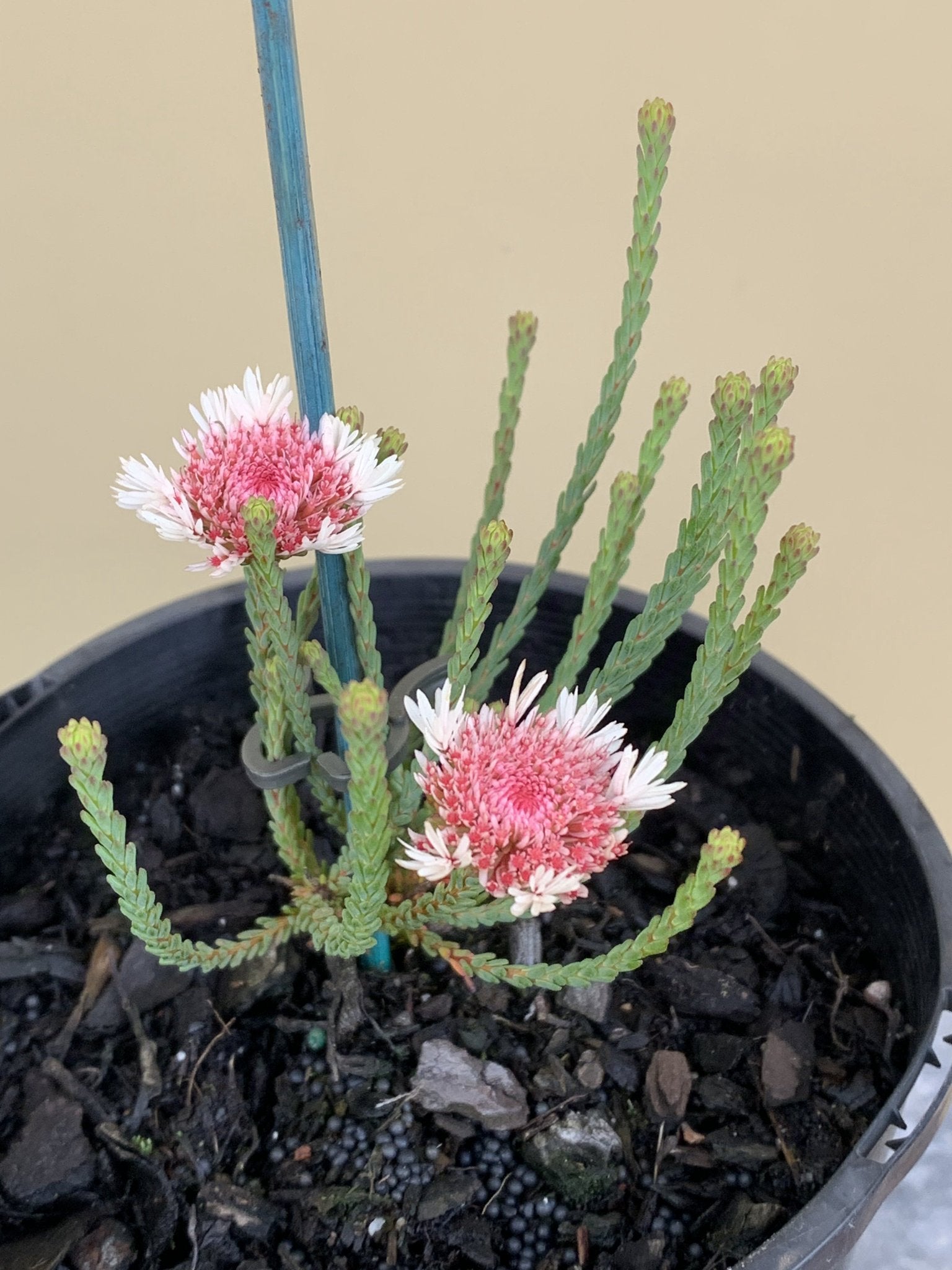 Actinodium cunninghamii - Premium Australian Native Flower Seeds for Gardening & Landscaping | Perfect for Home Gardens, Floral Arrangements & Pollinator-Friendly Landscapes