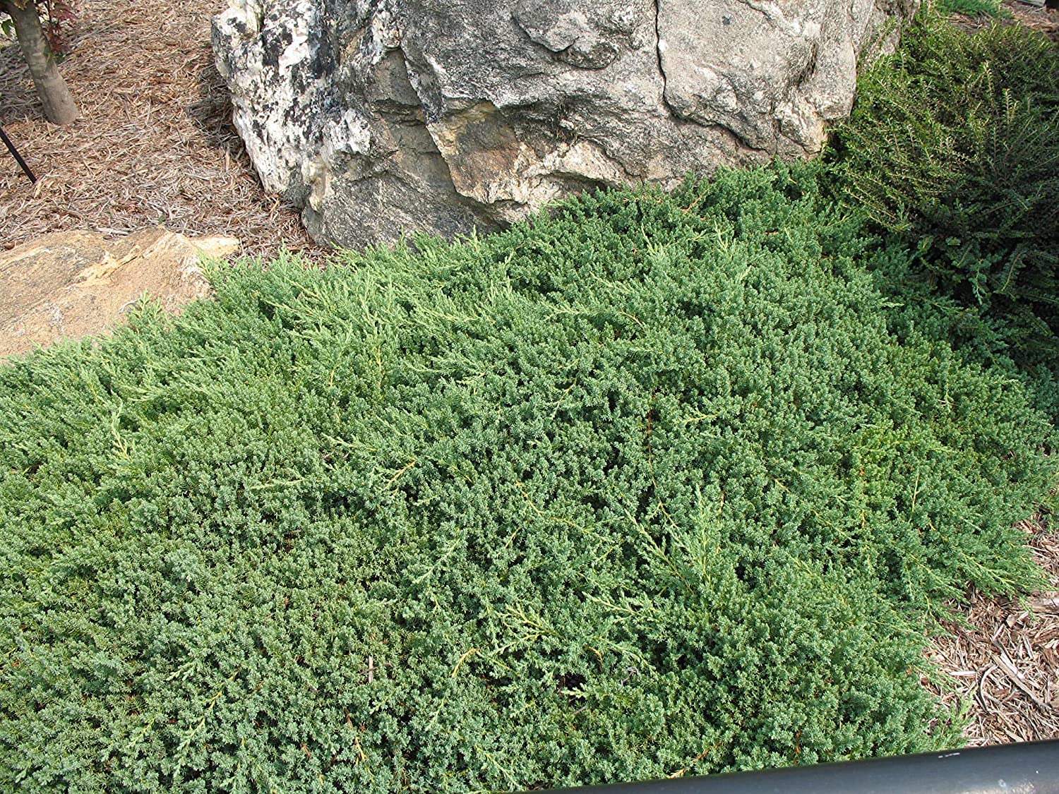 Dwarf Japanese Garden Juniper (Juniperus Procumbens Nana) - 15 Live Plants in 4 Inch Pots | Drought Tolerant Evergreen Ground Cover | Perfect for Bonsai, Rock Gardens & Landscape Design | Low Maintenance Outdoor Decor