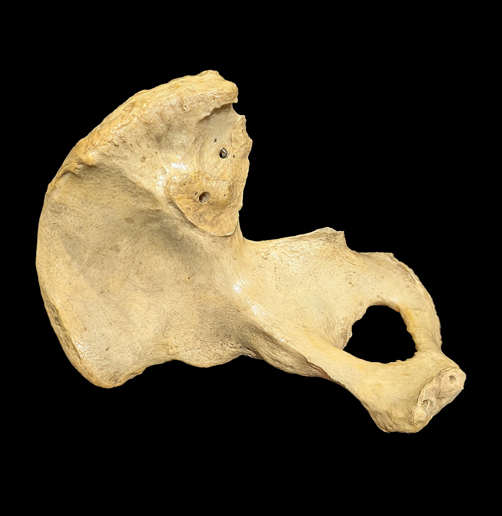 Human Ilium Bone - Authentic Anatomical Specimen for Medical Study, Science Education & Collectors | Perfect for Classroom Demonstrations, Research & Oddity Collections