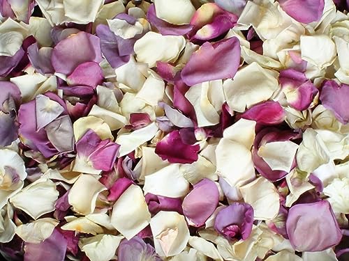Ivory & Purple