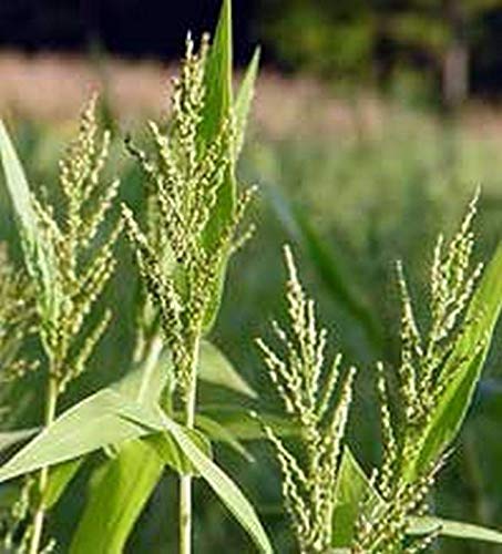 Organic Brown Top Millet Seeds - 300 Non-GMO Seeds for Bird Feeding, Gardening & Sprouting | High Yield Grain for Wild Birds, Chickens & Home Gardens