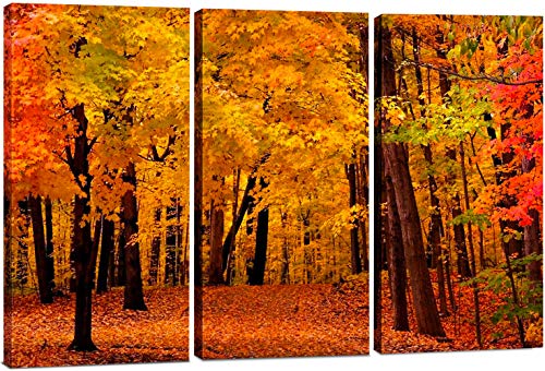 2241 - Autumn Forest