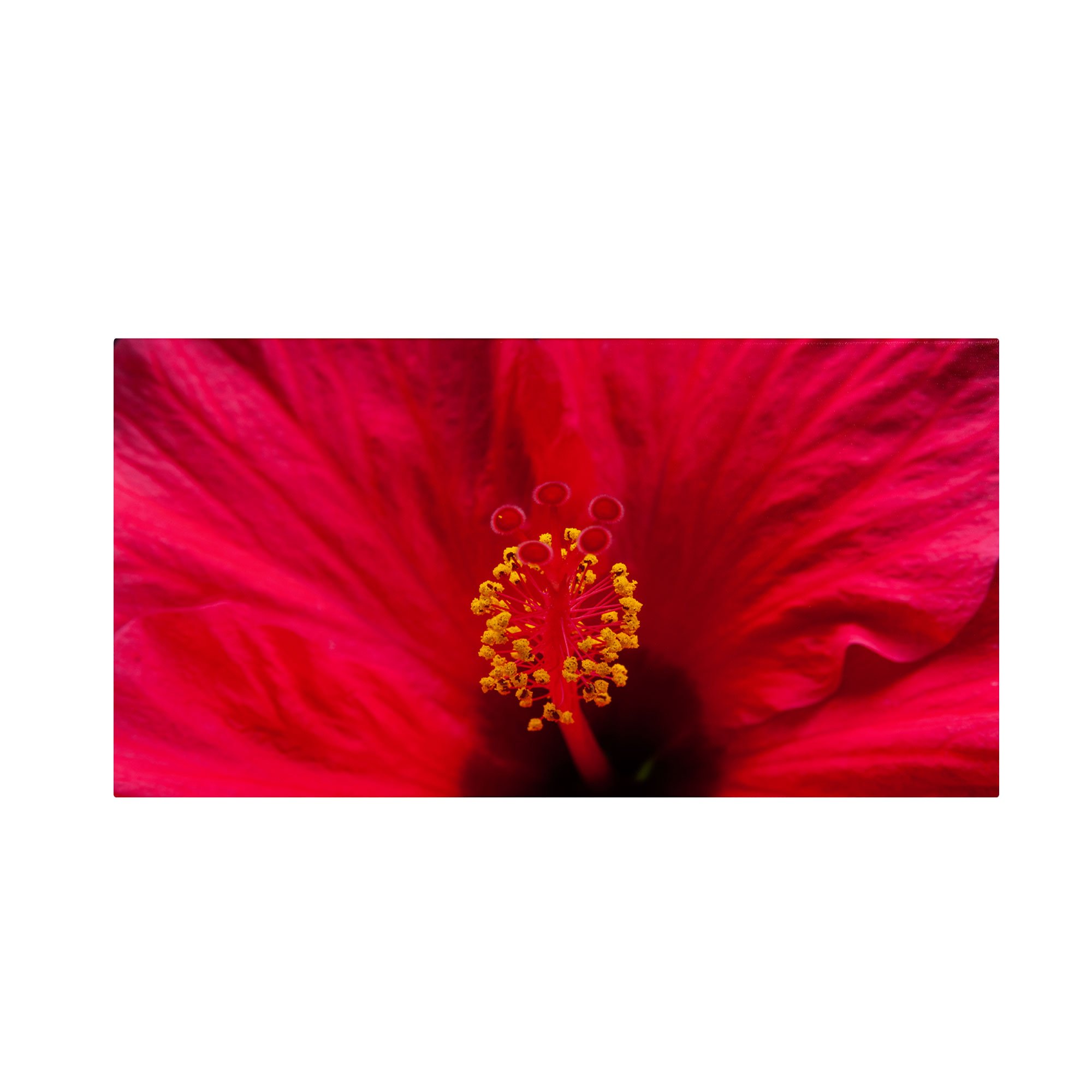 Kurt Shaffer Red Hibiscus Art Print - 10x19 Inch Floral Wall Decor for Living Room, Bedroom & Office | Trademark Fine Art