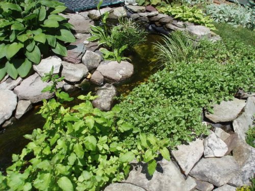 1000 FINE Curled Peppergrass Seeds - Lepidium Sativum (Peppercress/Watercress) - Organic Vegetable Sprouting Seeds for Salads, Sandwiches & Healthy Microgreens - Perfect for Home Gardening & Hydroponics