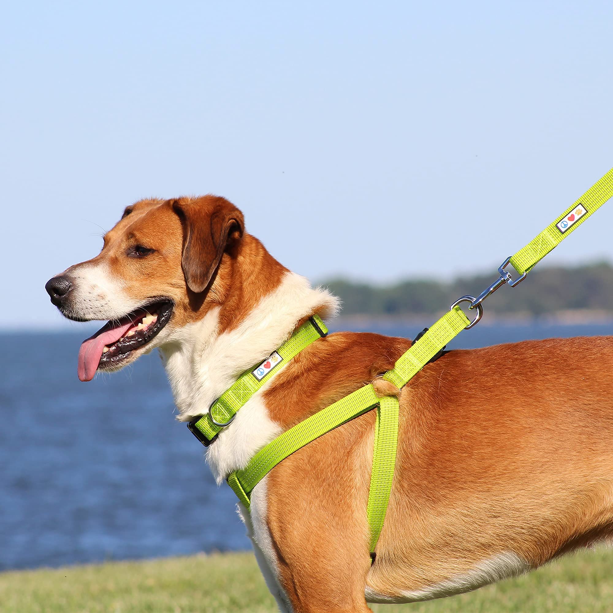 Pawtitas Value Bundle Set - Large Reflective Dog Harness & Collar in Orchid | High Visibility Safety Gear for Night Walks, Jogging, and Outdoor Adventures with Your Pet
