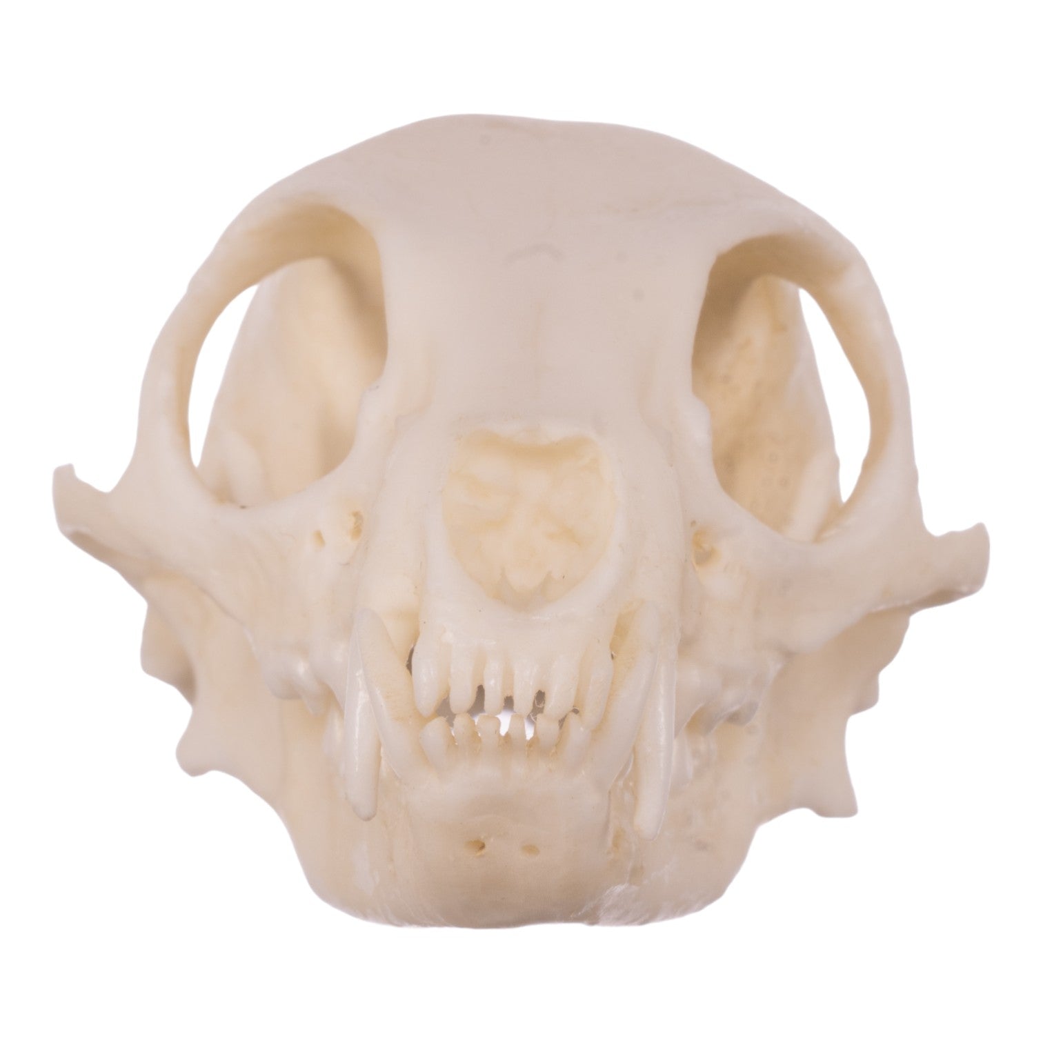 Authentic Replica Meerkat Skull - High-Quality Animal Skull Model for Science Education, Home Decor & Halloween Props
