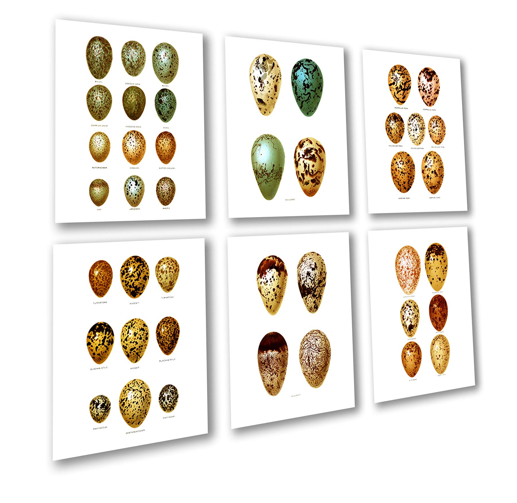 Easter Decorations - Set of 6 Bird Eggs Wall Art Prints, Unframed Home Decor for Easter, Spring & Nursery Room - Perfect for Living Room, Bedroom, Kitchen & Holiday Party Decorations