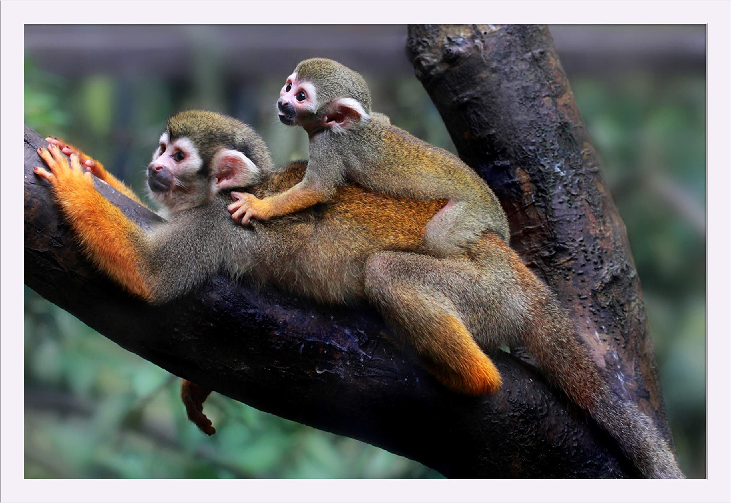 Squirrel Monkey and Baby 51686 - 36x24 Inch Giclee Art Print, Gallery Framed in White Wood - Perfect for Nursery, Living Room, or Office Wall Decor