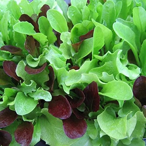 Bulk Organic Mesclun Mix Seeds (5 LB) - Non-GMO, Heirloom Salad Greens for Home Gardening, Restaurants & Farmers Markets - Perfect for Indoor/Outdoor Planting, Hydroponics & Container Gardens