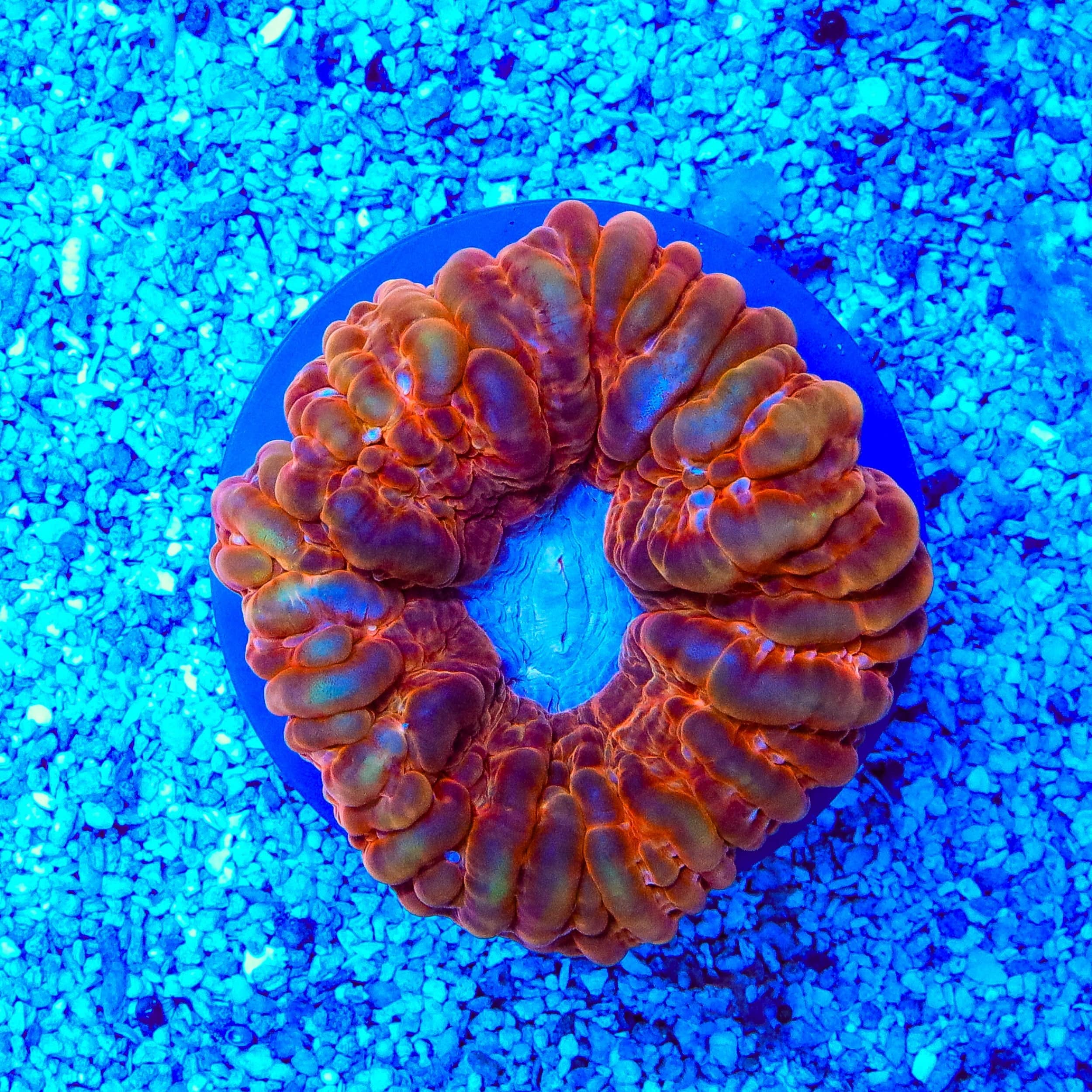 Vibrant Rainbow Cynarina Coral for Saltwater Aquariums - Perfect for Reef Tanks & Marine Displays