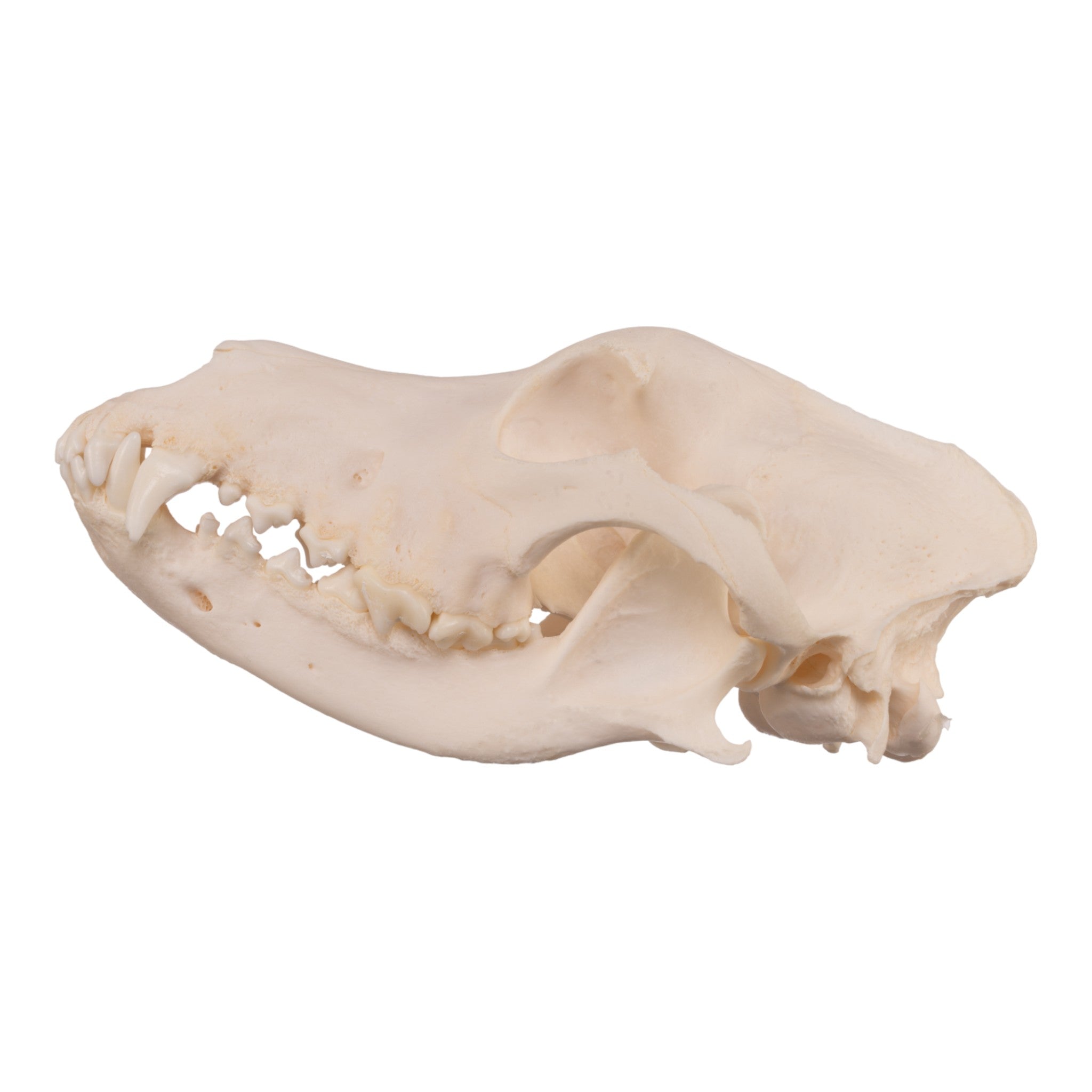 Authentic Alaskan Malamute Dog Skull - Real Domestic Canine Specimen for Veterinary Study, Taxidermy & Educational Display
