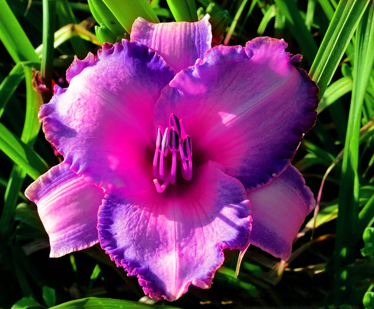 Daylily Perennial Plants - 3 Pack Ready to Grow in Pots | Year-Round Flowering Day Lily Bulbs for Garden & Home Decor | Perfect Gift for Gardeners & Plant Lovers