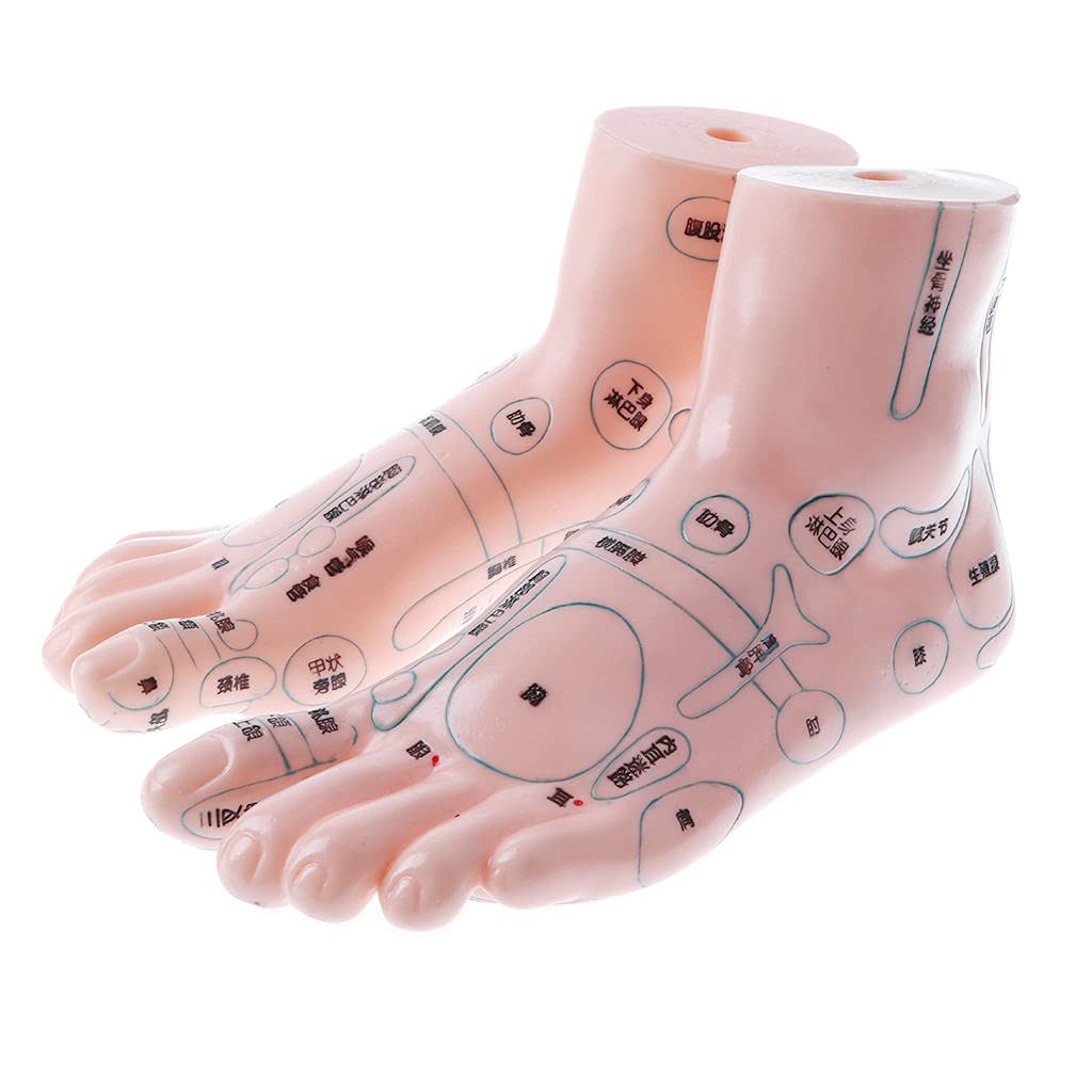 Harilla 19cm Acupuncture Foot Model - Anatomical Reflexology Massage Training Kit for Students & Therapists - Perfect for Acupuncture Study, Reflexology Practice & Pain Relief Therapy