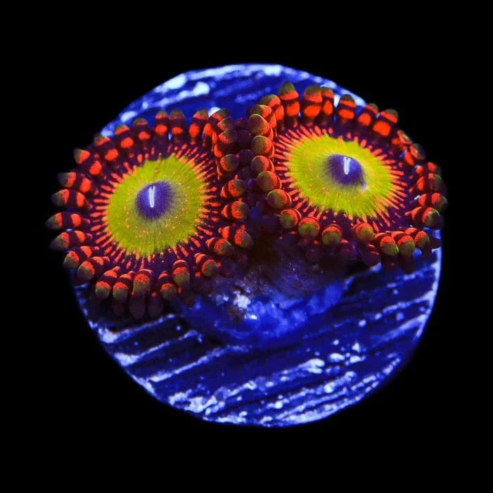 Bowzers Zoanthid Coral for Saltwater Aquariums - Vibrant Live Coral for Reef Tanks & Marine Aquascaping