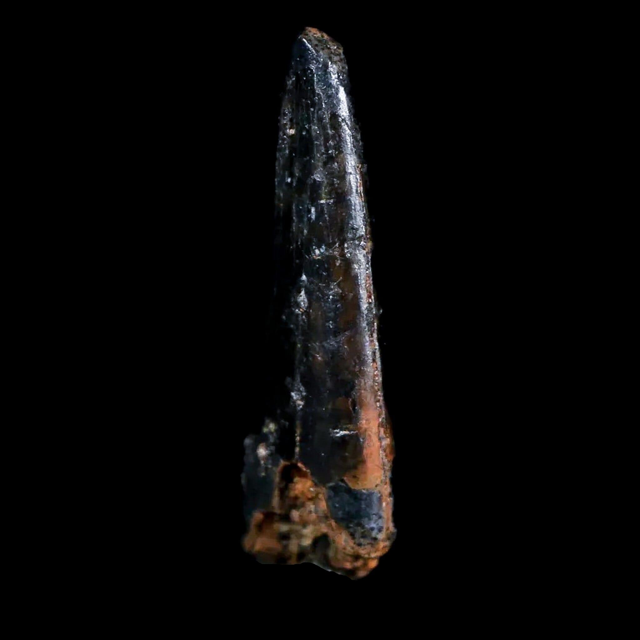 Authentic Pterosaur Coloborhynchus Fossil Tooth - Upper Cretaceous Era - Morocco - Includes COA & Display Case - Perfect for Collectors, Paleontology Enthusiasts, and Home Decor