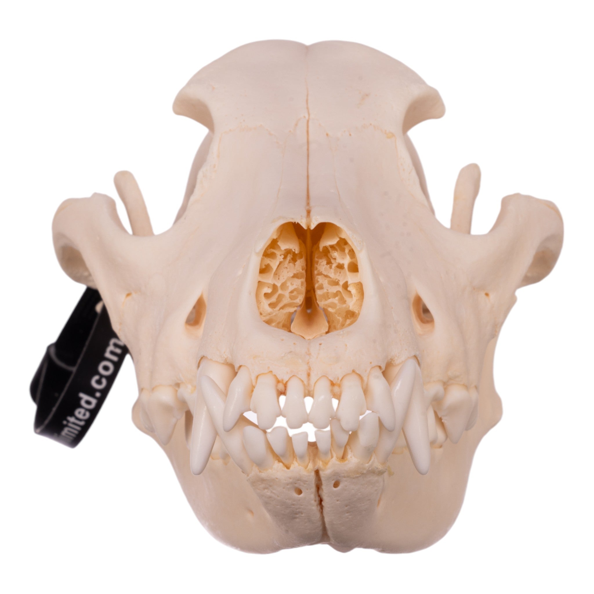 Authentic Alaskan Malamute Dog Skull - Real Domestic Canine Specimen for Taxidermy, Veterinary Study & Oddity Collectors | Perfect for Halloween Decor, Gothic Display & Educational Purposes
