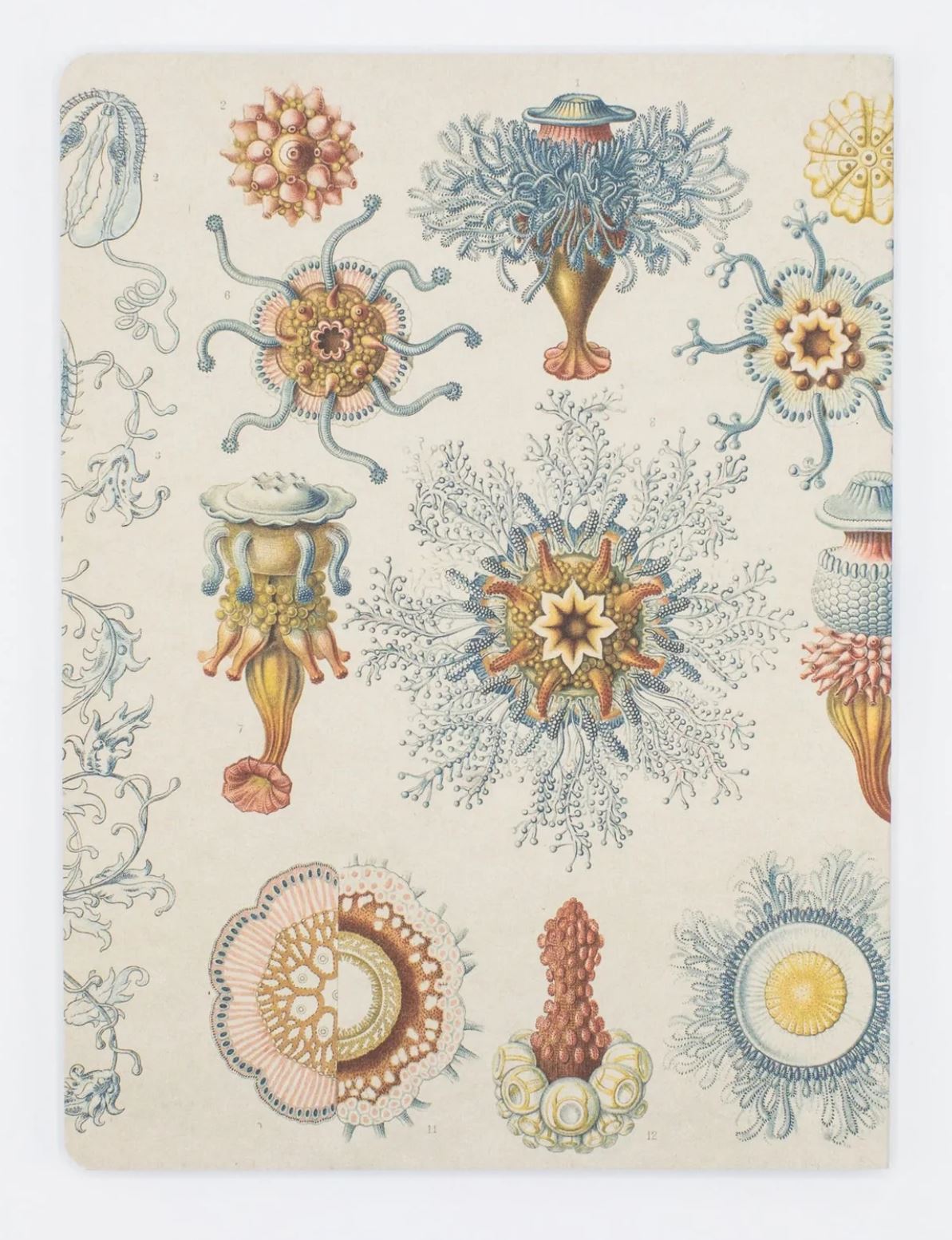 Haeckel Jellyfish Softcover Dot Grid Notebook - Premium A5 Journal for Bullet Journaling, Sketching & Note Taking - Perfect for Students, Artists & Office Use
