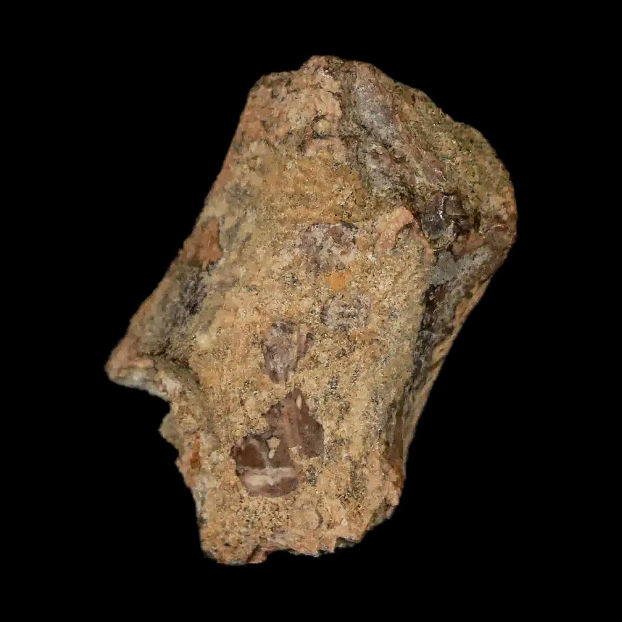 Authentic Thescelosaurus Dinosaur Fossil Bone - Cretaceous Period, Lance Creek Formation, Wyoming (COA Included) - Perfect for Paleontology Collectors & Museum Displays
