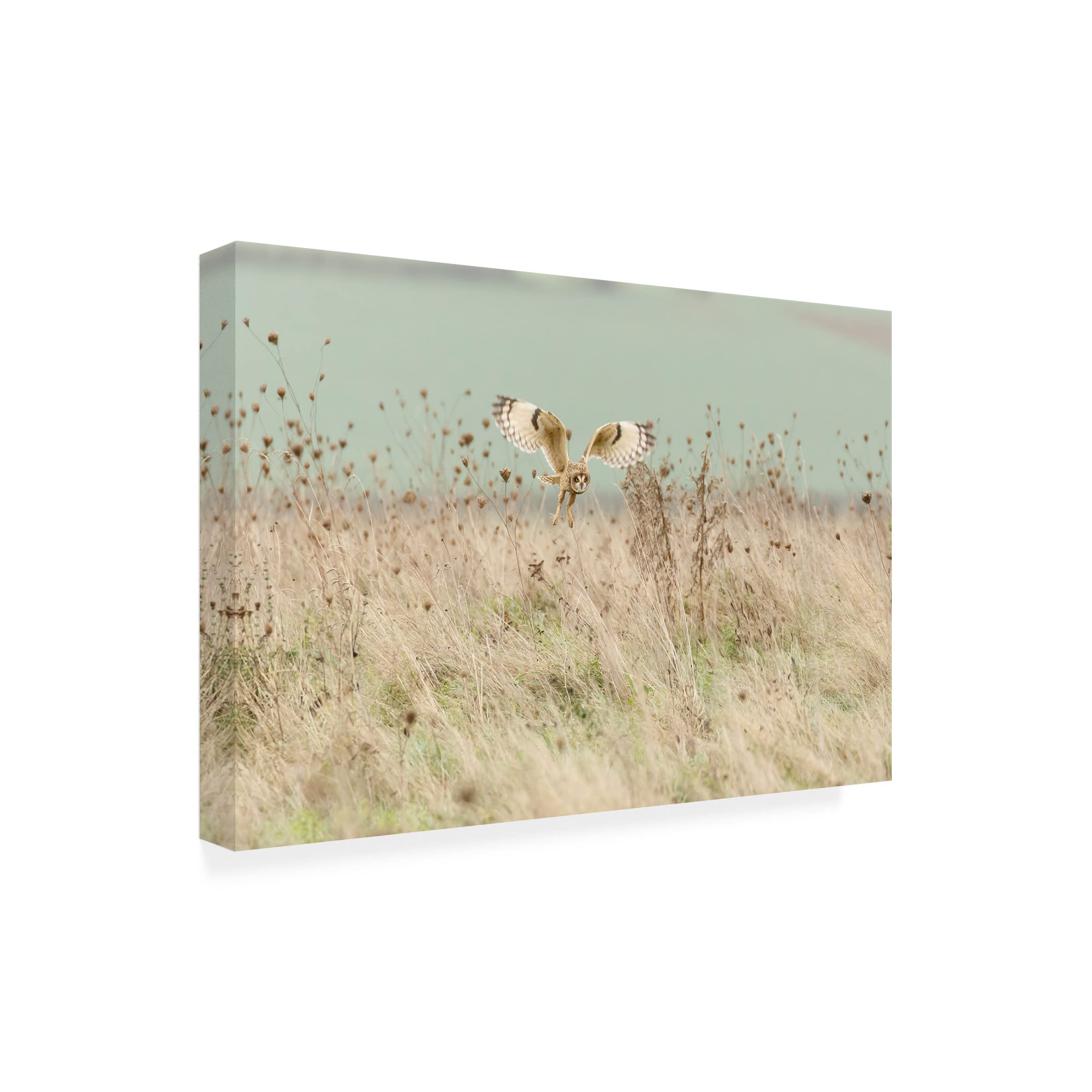 Trademark Fine Art 'Hunting Short Eared Owl' Canvas Wall Art Print by Prashant Meswani - Nature Wildlife Decor for Living Room, Bedroom & Office