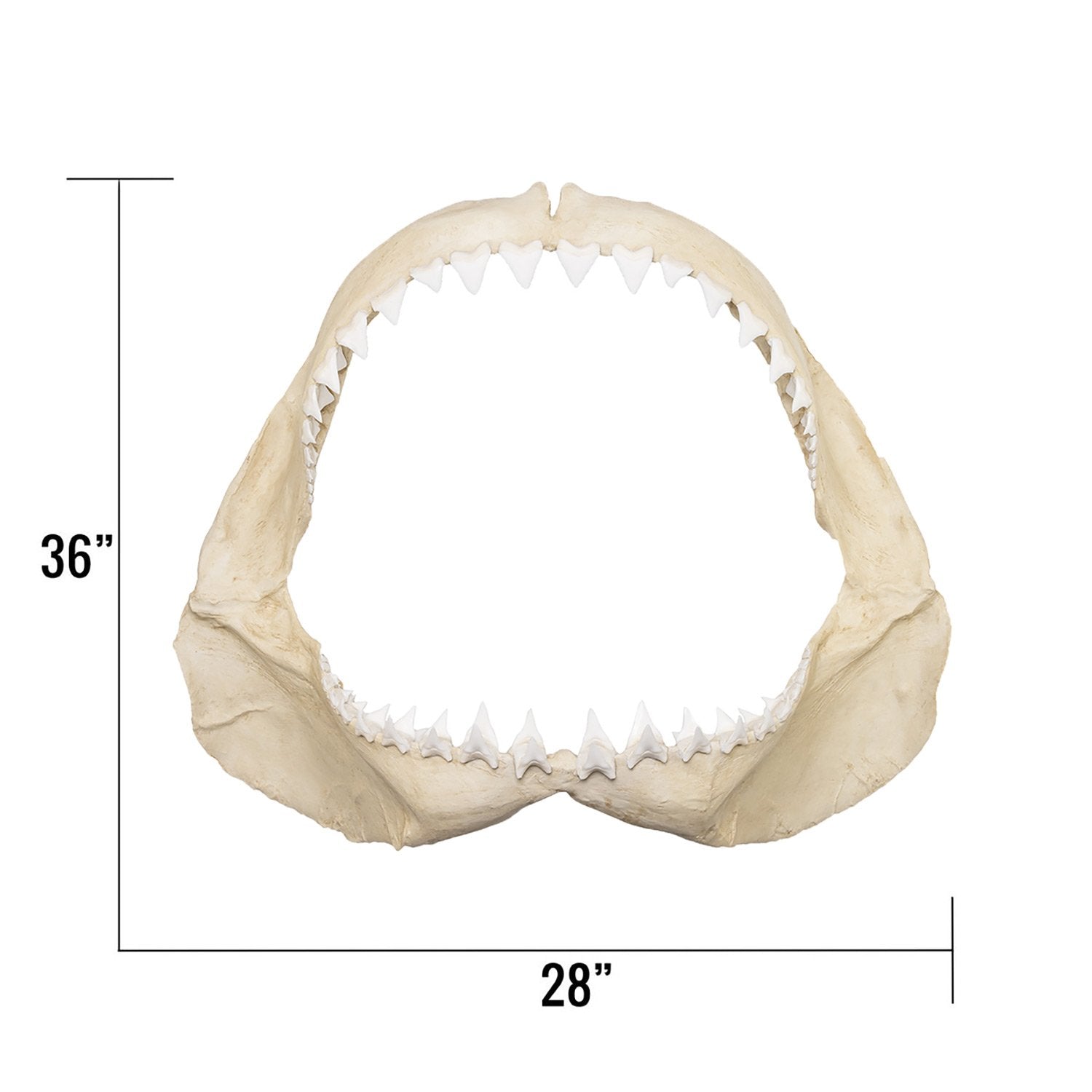Authentic Replica Great White Shark Jaw - Lifelike Shark Teeth Display for Home Decor, Classroom Education & Marine Biology Enthusiasts