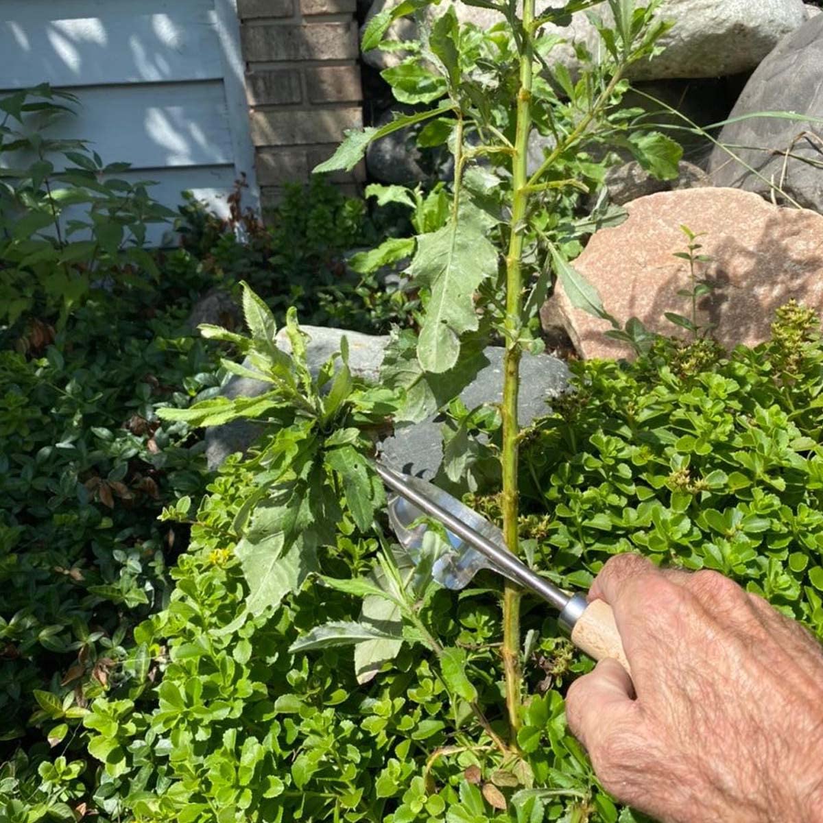 Premium Stainless Steel Garden Hand Weeder Tool with Wood Handle - Heavy Duty Weeding Tool for Yard, Lawn, Farm & Garden Maintenance | Perfect for Removing Weeds, Dandelions & Thistles Effortlessly