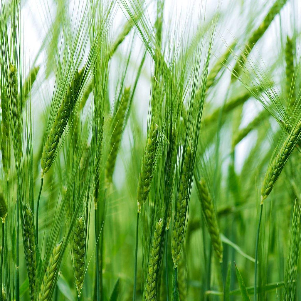 Organic Hulled Barley 25 lbs - Non-GMO, 100% Whole Grain, Kosher & Vegan Bulk Barley - High Fiber Superfood for Home Brewing, Grinding, Chili, Hot Cereal, Salads & Soup - Made in USA - Perfect for Healthy Cooking, Baking & Meal Prep