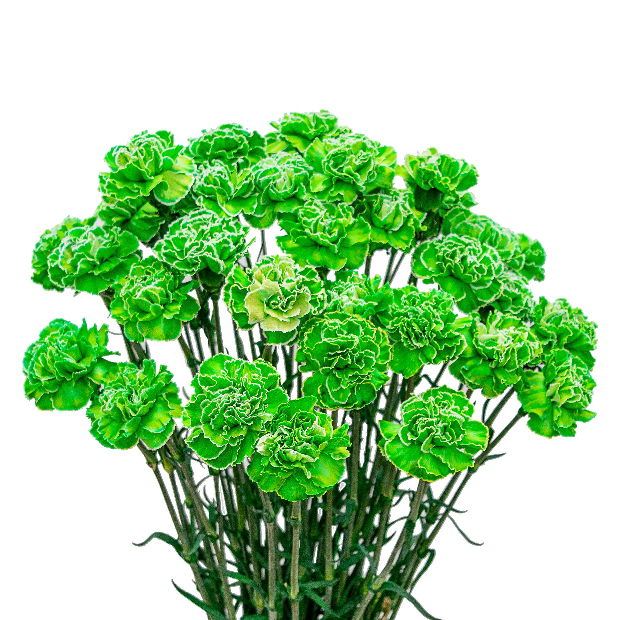 Premium 100-Pack Fresh Tinted Green Carnations - Natural Cut Flowers for Weddings, Events & Home Decor