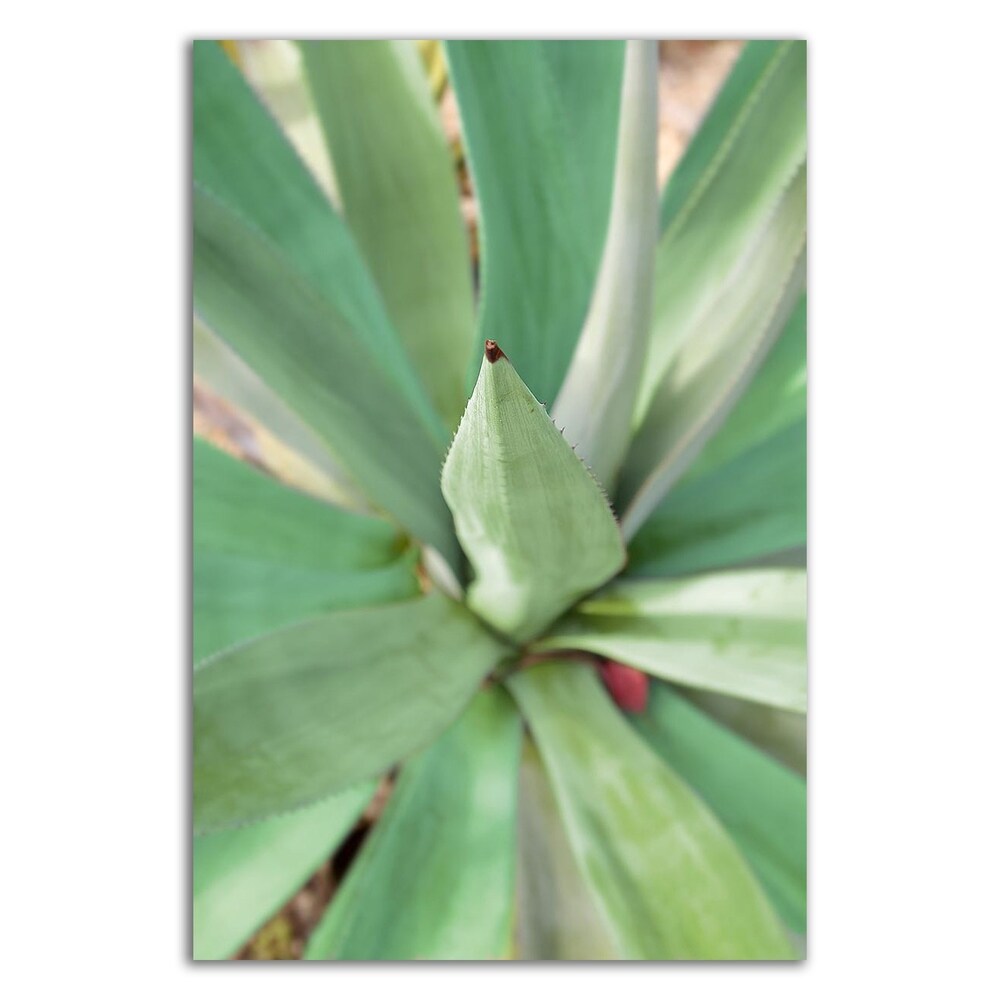 Agave Succulent 2 by Alan Blaustein - Stunning Canvas Wall Art Print - Ready to Hang - Perfect for Living Room, Bedroom & Office Decor