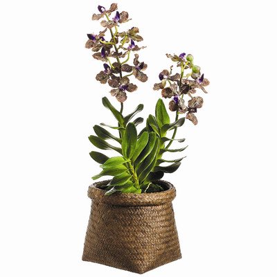 Vanda Orchid Plant in Basket - Exotic Live Flowering Houseplant for Home & Office Decor - Perfect for Gifts, Weddings, and Indoor Gardening