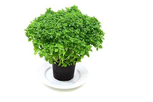 Organic Globe Basil Herb Seeds - Non-GMO Heirloom Variety for Cooking, Italian Cuisine & Home Gardening - Perfect for Pesto, Salads & Indoor/Outdoor Herb Gardens
