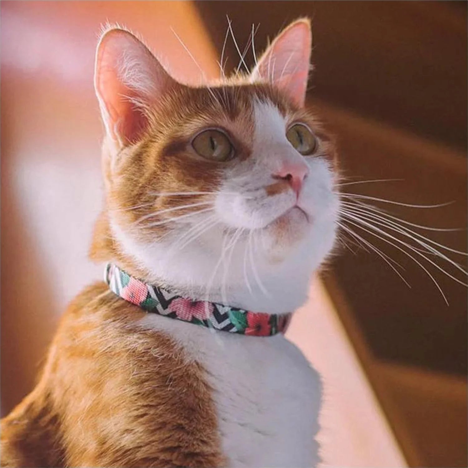 Zee.Dog Mahalo Cat Collar - Adjustable & Stylish Pet Collar for Cats - Perfect for Daily Walks, Outdoor Adventures & Grooming Sessions