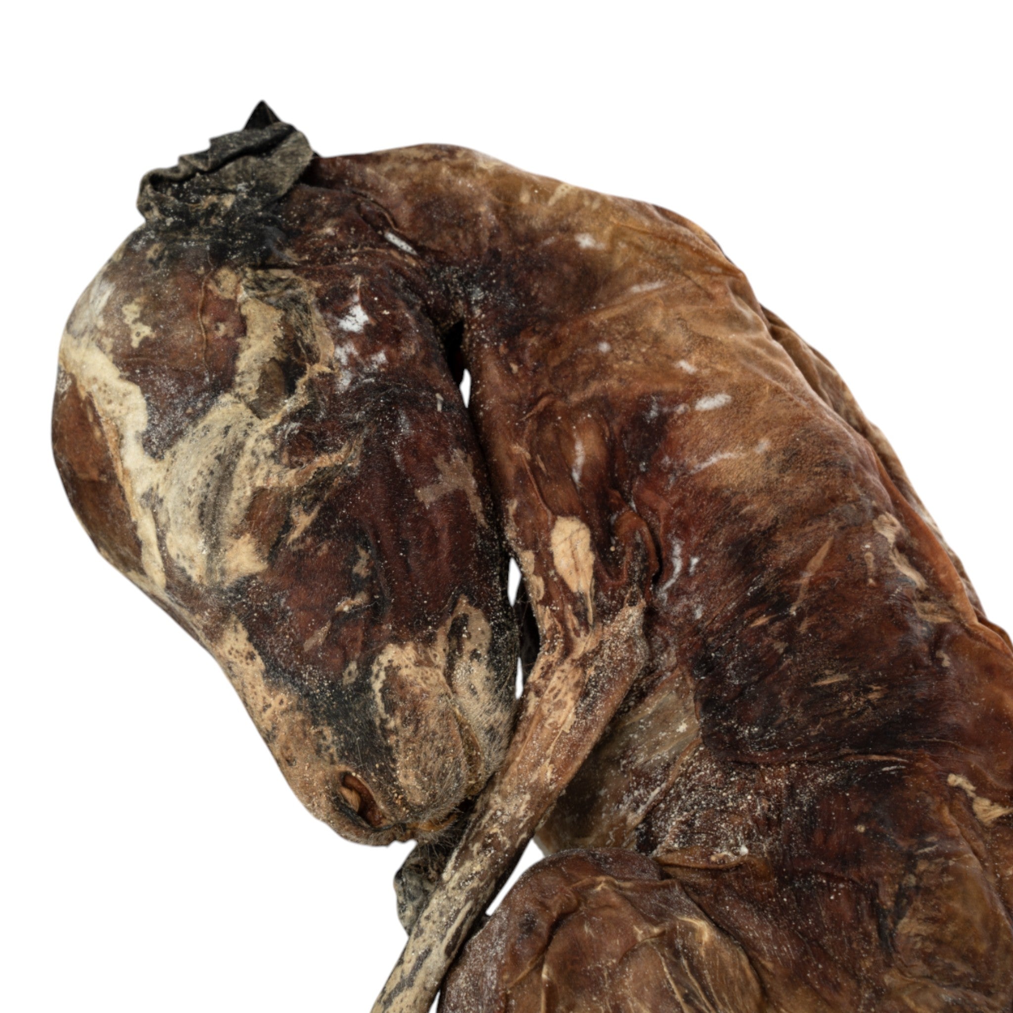 Real Preserved Kangaroo Fetus Specimen - Unique Collectible for Science Education, Taxidermy, and Home Decor