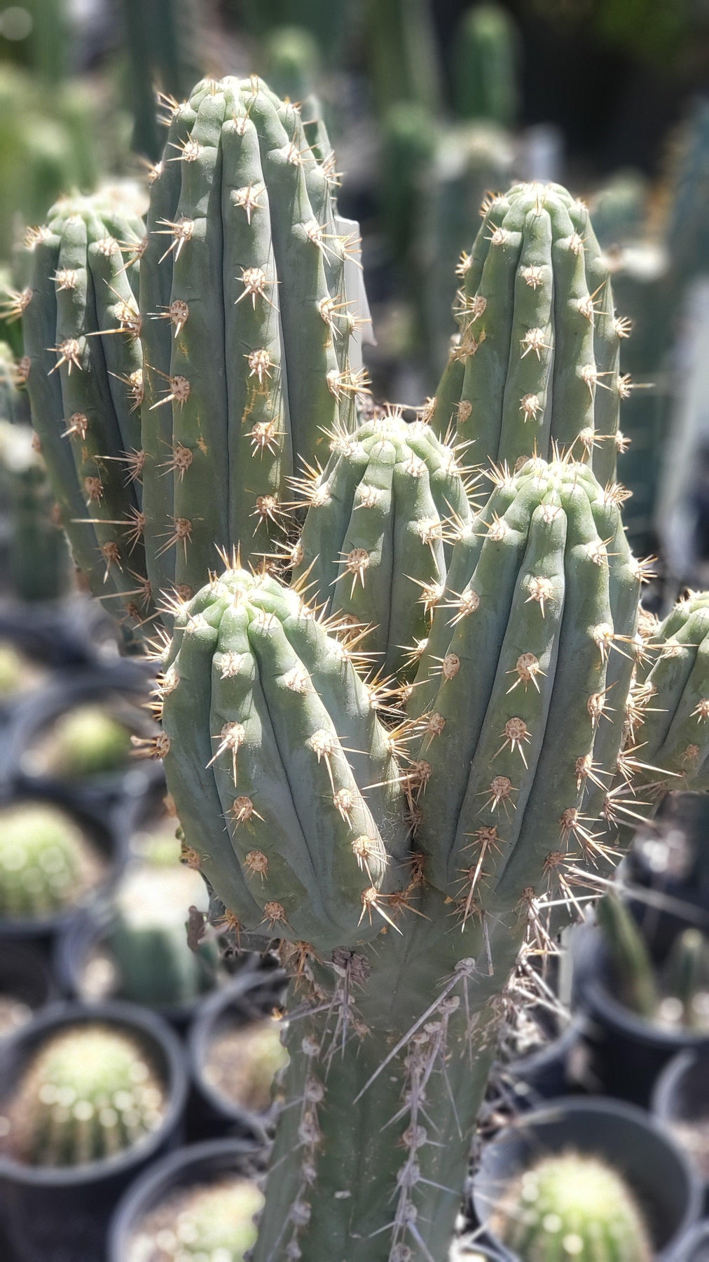 EC123 Trichocereus Peruvianus Swollen Cactus Cutting 5-6 Inches - Rare Live Cactus for Gardening, Landscaping & Home Decor