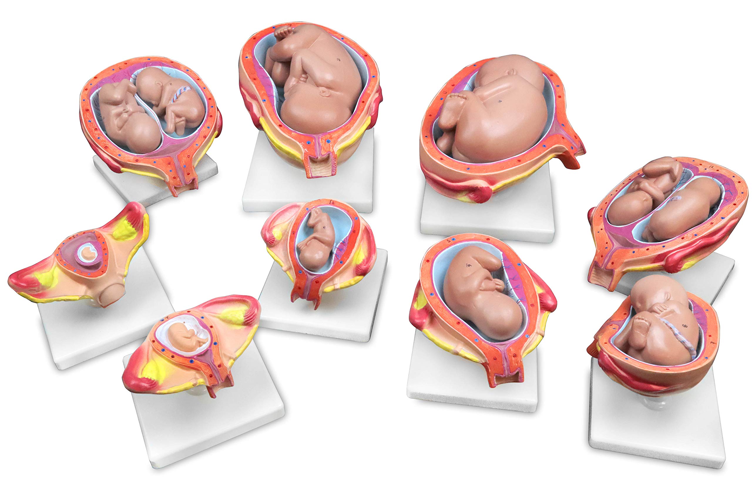Jackson Global JS00073 Fetal Development Model Set - 8 Stages & 14 Detailed Pieces with Labeled Anatomical Features & Key Card | Perfect for Medical Education, Biology Classrooms & Pregnancy Health Studies