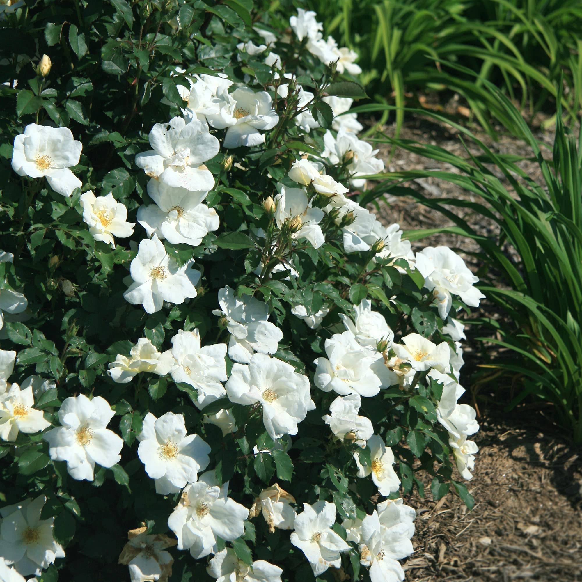 1 Gallon The White Knock Out® Rose Plant - Pure White Blooms for Garden Landscaping, Patio Decor & Wedding Bouquets