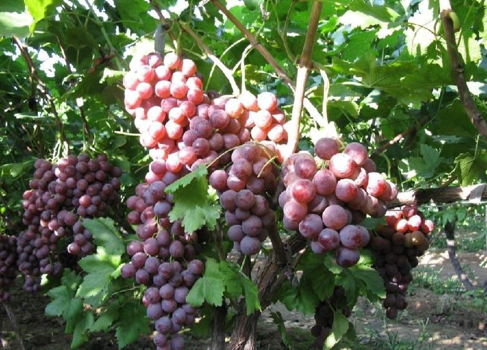 30pcs Sweet Grape Vine Seeds for Planting - Delicious Fruit, Succulent Indoor Bonsai Plants - Perfect for Home Gardening, DIY Projects & Gift Giving