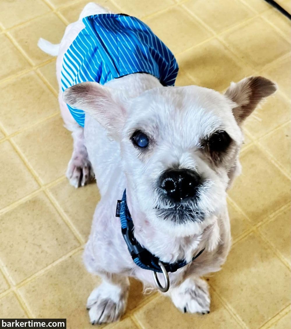 Premium Blue Stripes Dog Belly Band for Male Dogs - XL Washable Male Dog Wrap Diaper | Made in USA | Perfect for House Training, Incontinence & Travel Protection