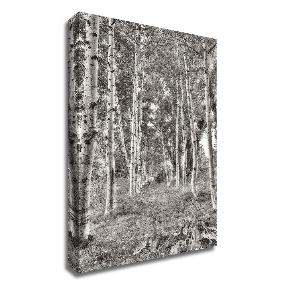 Alan Blaustein Birch Trees No.3 Canvas Art Print - Stretched & Ready to Hang - Nature Landscape Wall Decor for Living Room, Bedroom & Office