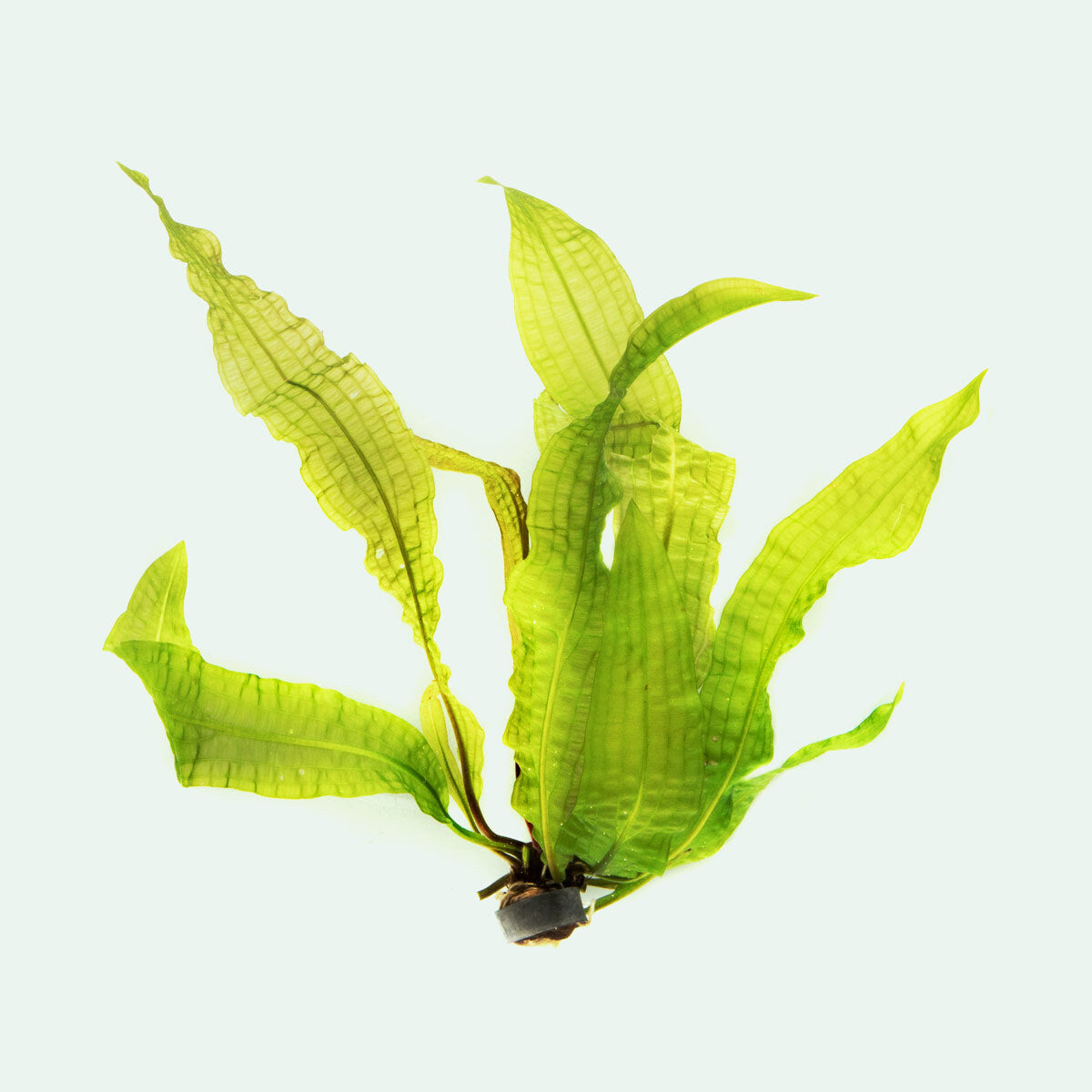 Aponogeton Boivinianus Live Aquarium Plant - Freshwater Aquatic Plant for Fish Tanks, Ponds & Aquascaping | Easy to Grow & Maintain