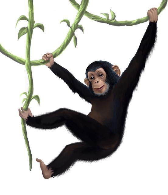 Monkey Mural Wall Decal Sticker - Jungle Theme Nursery Decor, Kids Room Art, Peel & Stick Removable Vinyl - Perfect for Bedroom, Playroom & Classroom Decorations