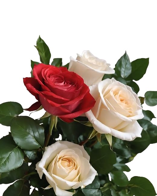 KaBloom PRIME NEXT DAY DELIVERY - 24 Red & White Roses Bouquet for Mother's Day, Birthday, Anniversary, Valentine's Day, Get Well Gift - Fresh Flower Arrangement for Holidays, Easter, Special Occasions - Perfect for Home Decor, Wedding Centerpieces & Romantic Surprises