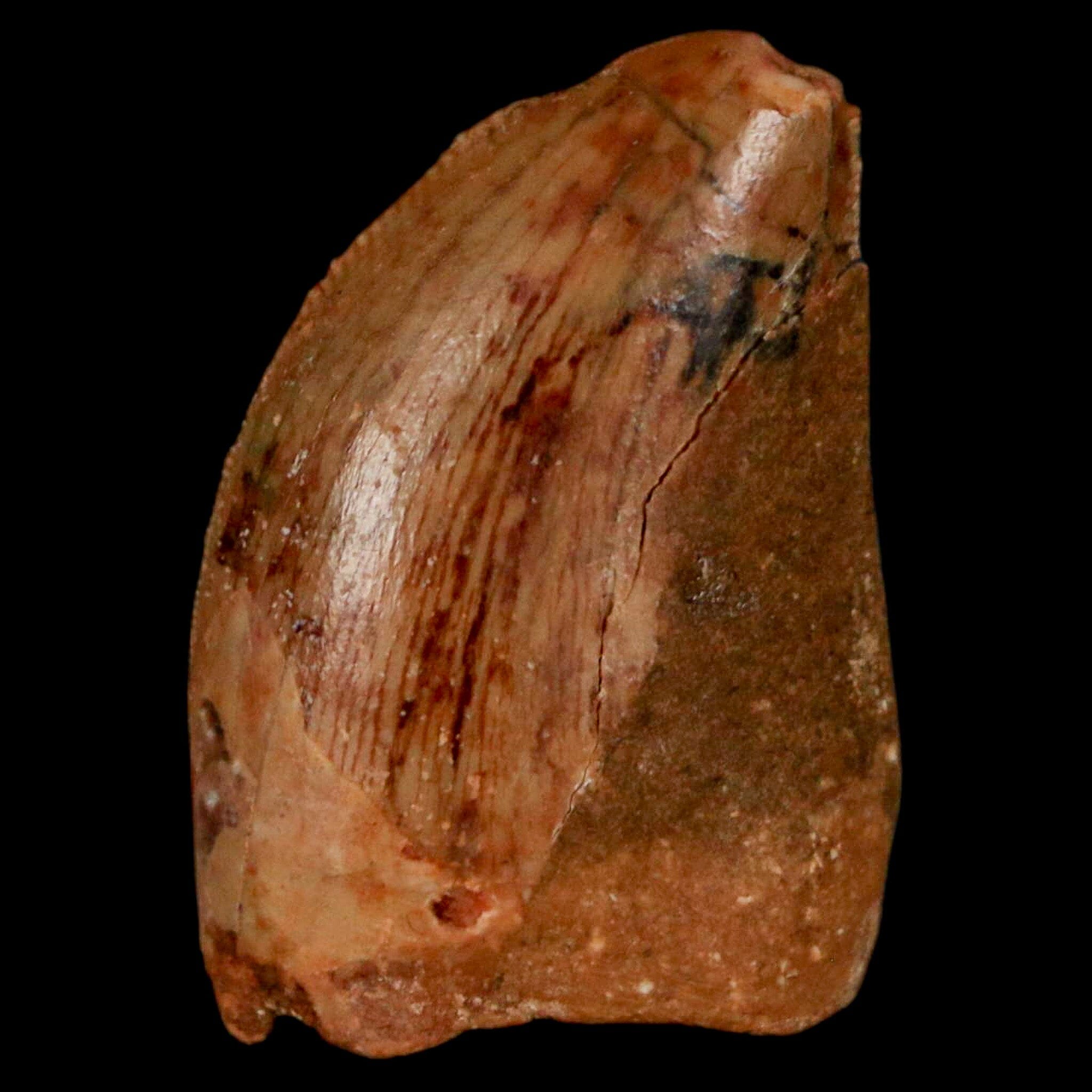 Authentic Carcharodontosaurus Dinosaur Fossil Tooth from Cretaceous Period - Morocco Origin with COA - Perfect for Paleontology Collectors & Museum-Quality Display