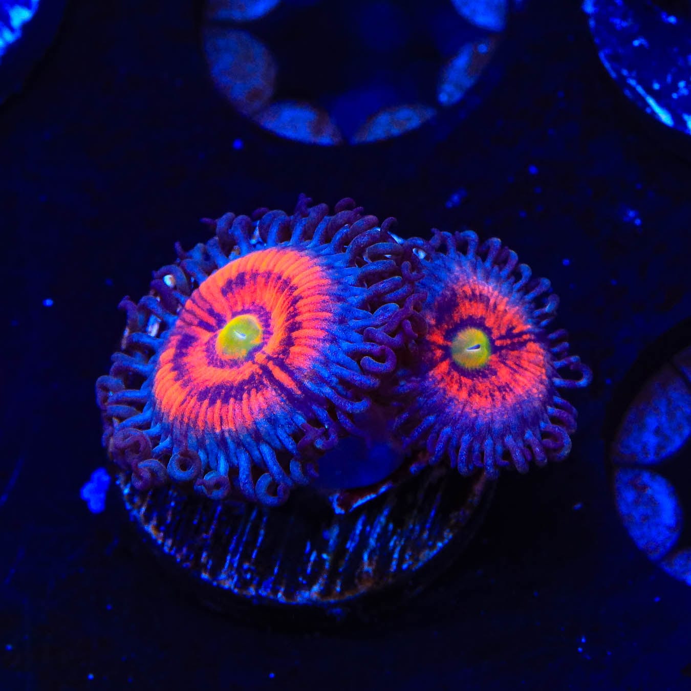 Everlasting Gobstopper Zoanthids Coral - Vibrant Saltwater Aquarium Coral for Reef Tanks & Marine Displays