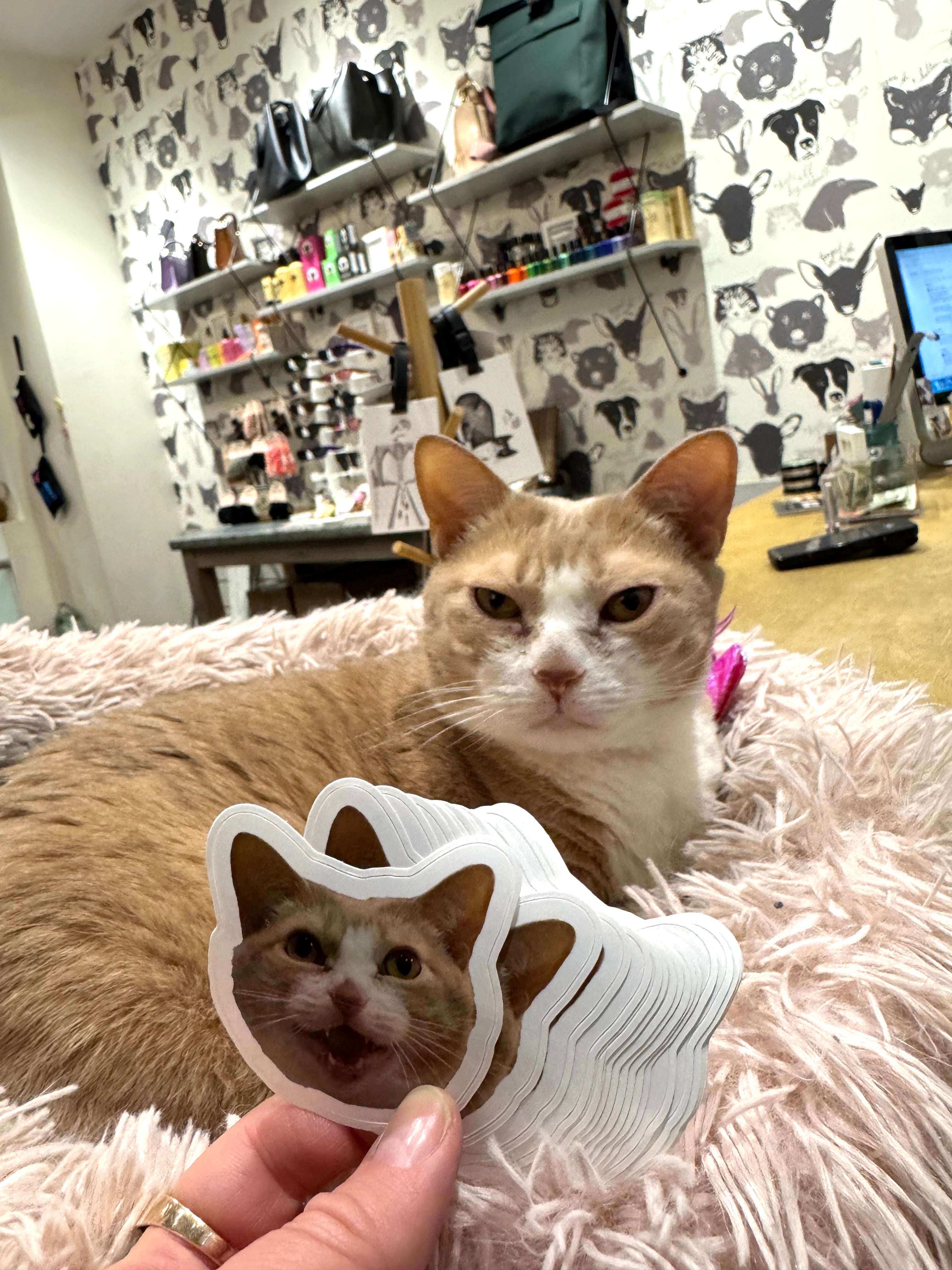 Shop Cat Georgie Sticker - Cute Cat Decal for Laptops, Water Bottles & Notebooks - Perfect for Pet Lovers & Office Decor