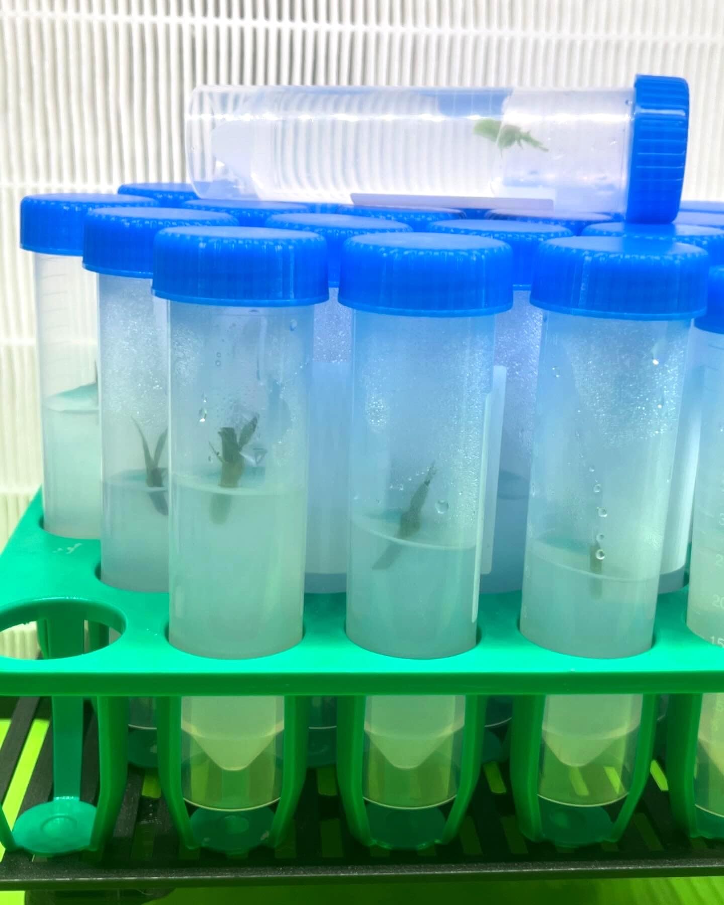 Premium Cannabis Cloning Tissue Culture Kit - Complete Set with Guide, Growth Media, Sterile Containers & Tools for Home Growers & Hydroponics Enthusiasts | Perfect for Indoor Gardening, Plant Propagation & DIY Cloning Projects