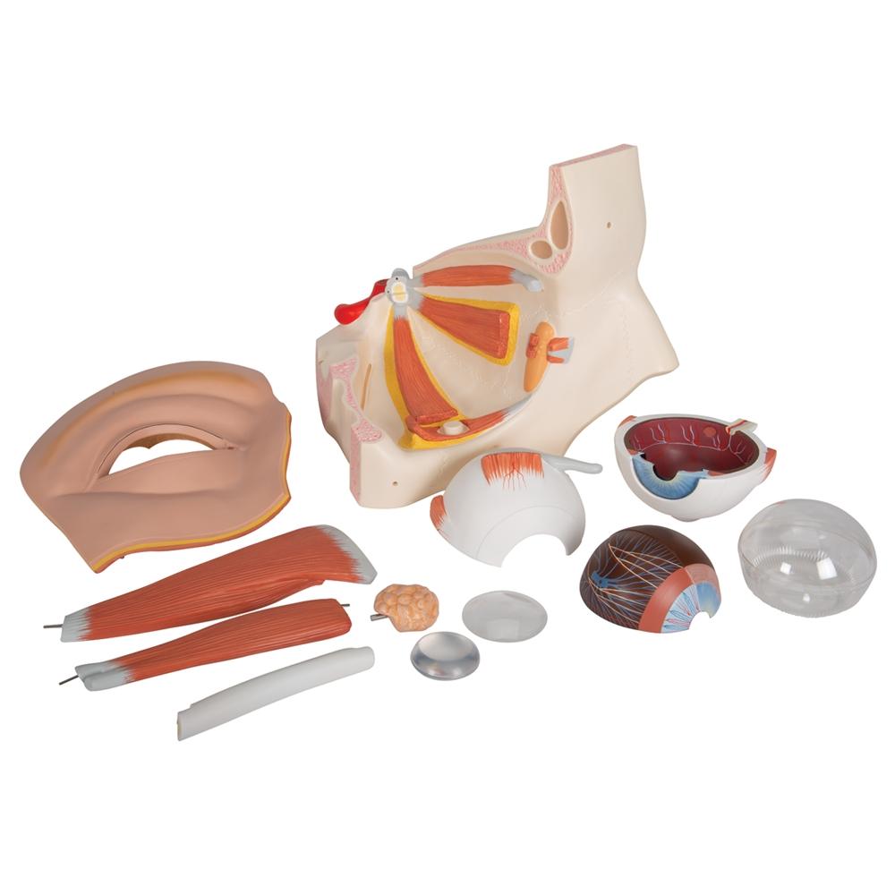 5X Enlarged Human Eye Anatomy Model - 12-Part Giant Eye Structure for Medical Students & Science Education | Perfect for Classrooms, Labs & Study